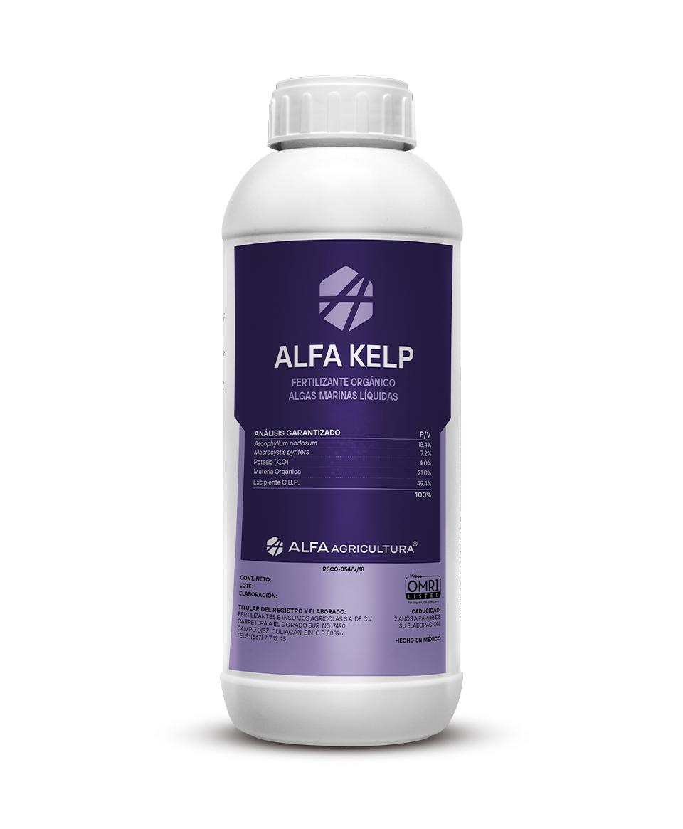 Alfa Kelp
