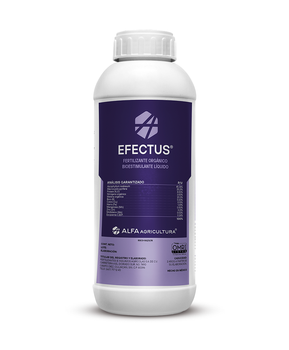 Efectus
